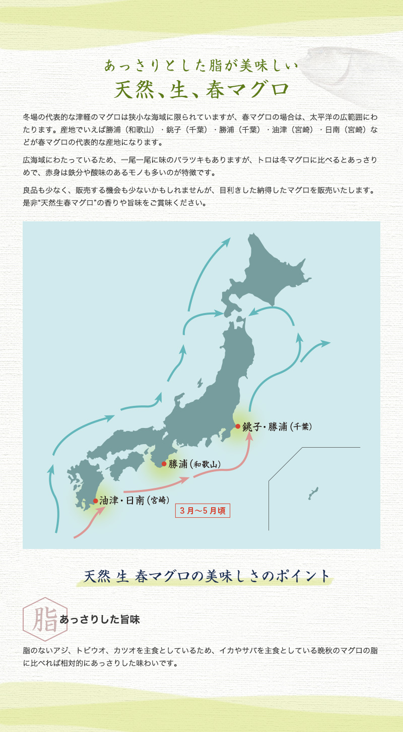 あっさりとした脂が美味しい天然、生、春マグロ