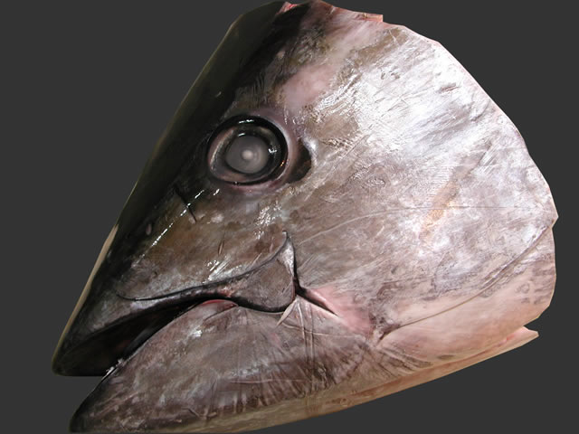 メール便可 2セットまで マグロのあたま 健康用品