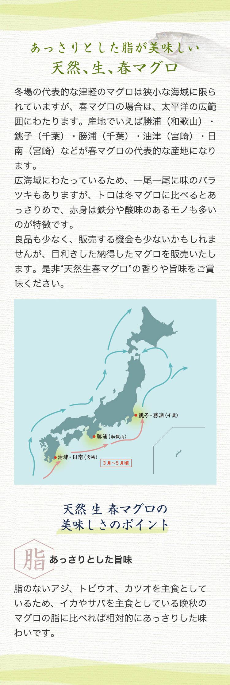 春マグロ