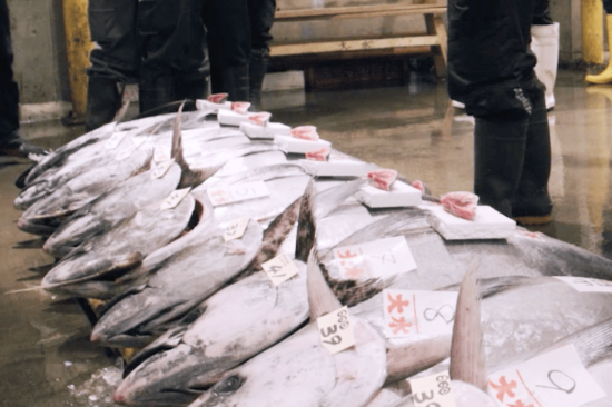 たくさんのマグロが並んでいる写真