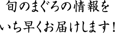 旬の鮪の情報をいち早くお届けします！